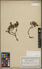 Foto von Salix arbuscula L.